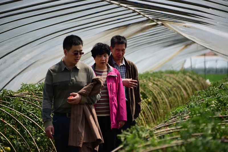 陳志誼一行赴沭陽考察"設施番茄土傳病害生物防控效果"